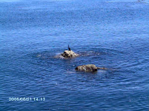 sea lions in monterey.JPG